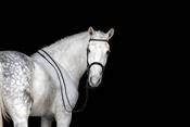 Optimiser la présentation de votre cheval en équitation classique - en ligne