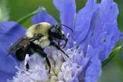 Aménagements de plantes pour attirer pollinisateurs et insectes bénéfiques - en ligne