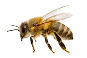 Hivernage des colonies d'abeilles domestiques - en présence